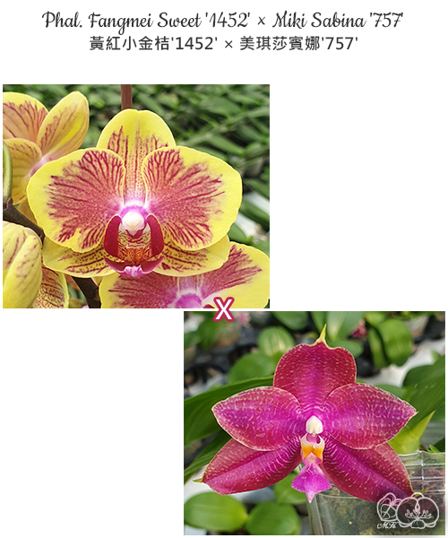 美琪園藝Miki Orchid - 品種詳細頁